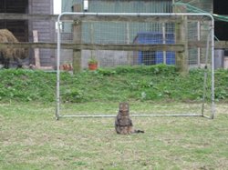 Robbin the cat, safe paws in goal